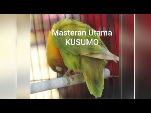 download lagu mp3 mp4 Masteran Lovebird Kusumo Mp3 Download, download lagu Masteran Lovebird Kusumo Mp3 Download gratis, unduh video klip Masteran Lovebird Kusumo Mp3 Download