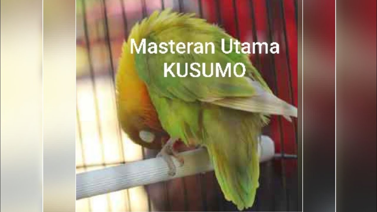 Masteran Utama ku untuk lovebird Kusumo ( jadi mp3 pake ap VIDMATE/ download free)