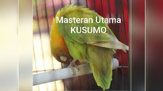 Download lagu Masteran Utama ku untuk lovebird Kusumo ( jadi mp3 pake ap Y2MATE/ download free) mp3