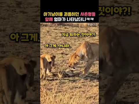 아기냥이를 괴롭히던 사촌형들 앞에 엄마가 나타났더니ㅋㅋ #동물 #사자