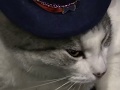 Don T Grab The Pussy