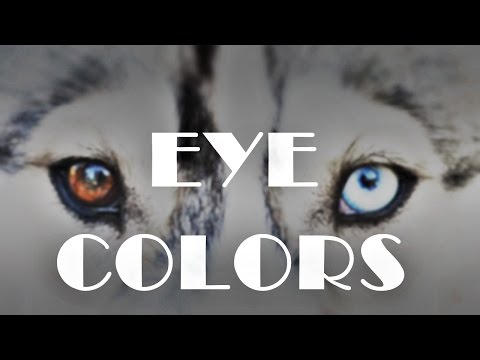 download lagu mp3 mp4 Husky With Different Eyes, download lagu Husky With Different Eyes gratis, unduh video klip Husky With Different Eyes