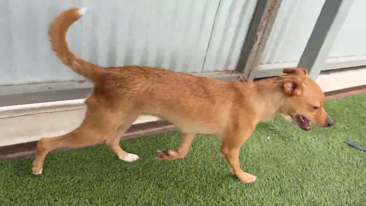 Enlarge Jolene, a Adoptable mixed breed in Geneva, IL video 2/5