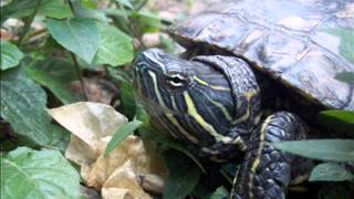 Orgullecida - Compay Segundo &amp; Buenavista Social Club