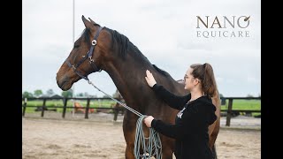 Genezing van peesblessure dankzij Nano CellCare therapie bij paard Willem