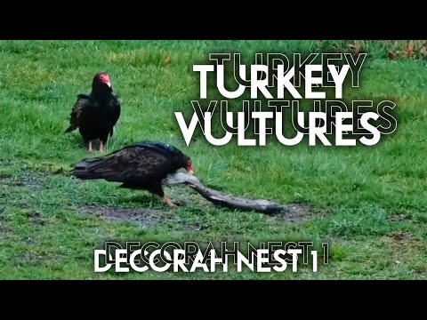 Decorah Eagle Nest (N1)  ▪︎ Turkey Vultures Visit ▪︎ 4/18/24 ▪︎ Explore.org