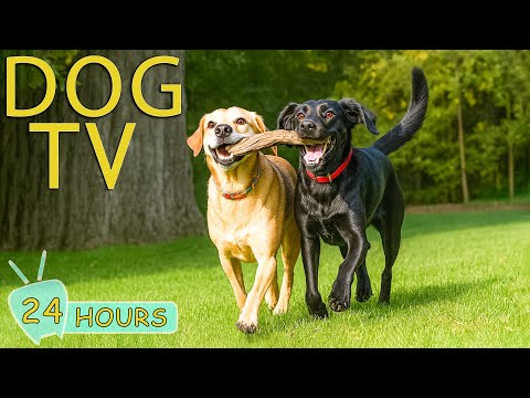 DOG TV: Videos Anti-Anxiety & Prevent Boredom for Dogs to Watch Home Alone - Soothing Music for Dogs