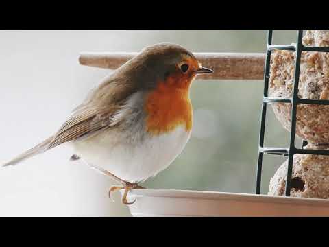 Rotkehlchen am Futterplatz auf meinem Balkon