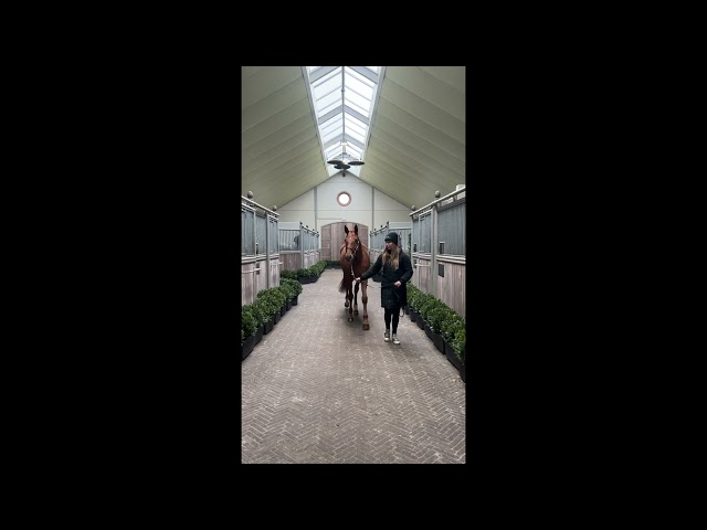 Kamille De Carmel Z walk & 360