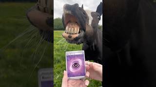 Pokemon #JourneyTogether Opening featuring Holly the Horse!! #pokemoncards #pokemontcg