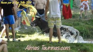 preview picture of video 'vacas por el tajo 2014 Trillo'