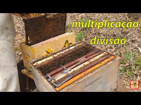 Swarm multiplication with ONLY 1 FRAME of brood / Juliano bee