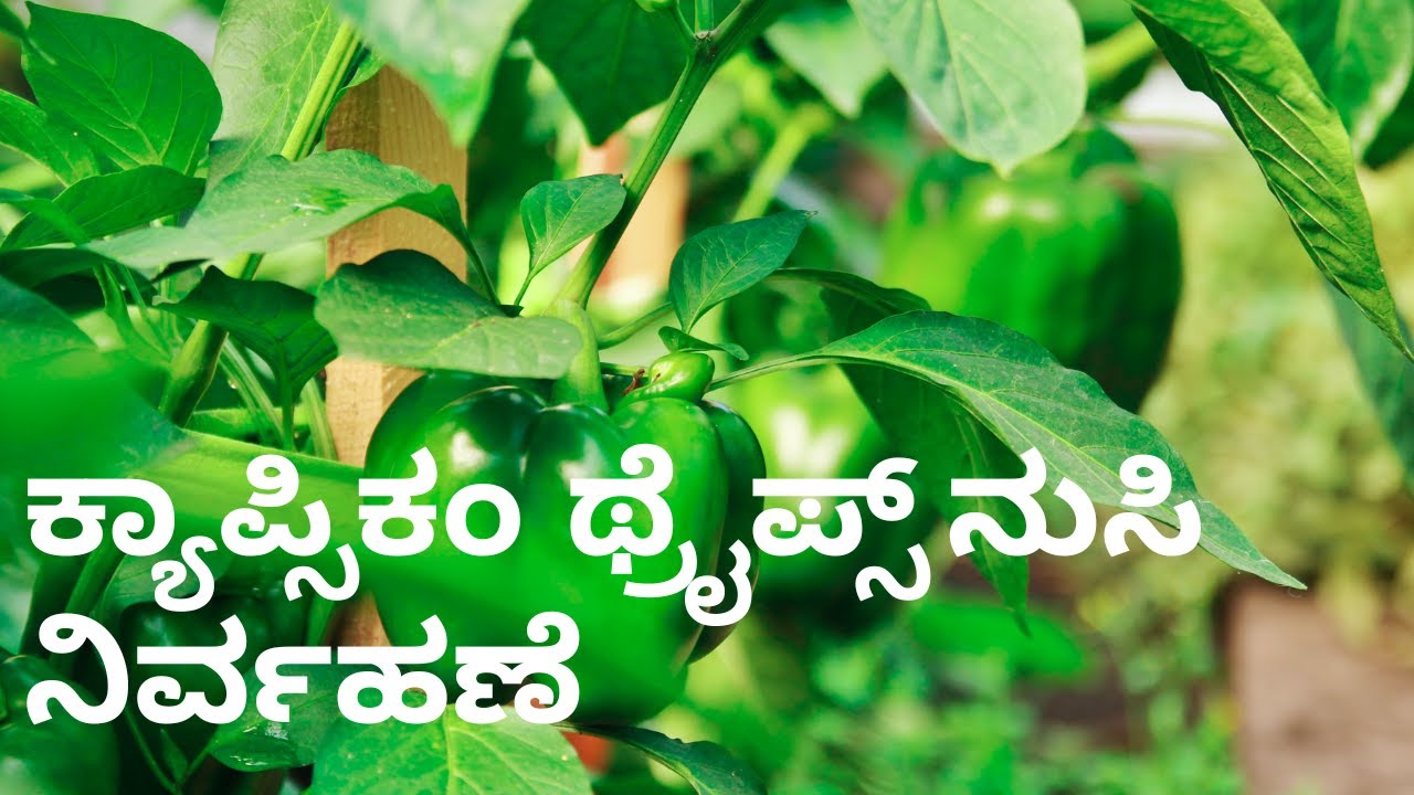 ಕ್ಯಾಪ್ಸಿಕಂ ಥ್ರೈಪ್ಸ್ ನುಸಿ- ನಿರ್ವಹಣೆ| Capsicum Thrips- Pest Control & Management