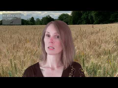 Be More Dog video.