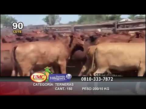 Lote 150 Terneras en Gral. San Martín, Chaco