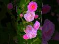Most Beautiful Flowers Status Flowers Shorts