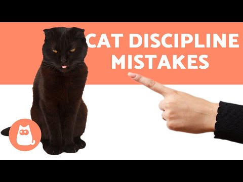 5 MISTAKES You Make When You DISCIPLINE a CAT 🙋‍♂️❌🐈