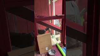 Video preview image #1 Chihuahua-Whippet Mix Puppy For Sale in Virginia Beach, VA, USA
