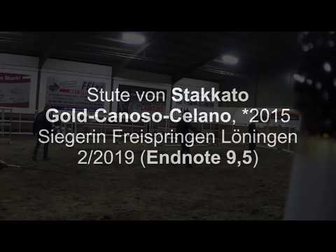 Stakkato Gold - Canoso - Celano