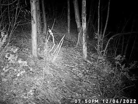 wild biggest boar (divlji vepar KAPITALAC) #hunting #nature #wildanimals #wildboar