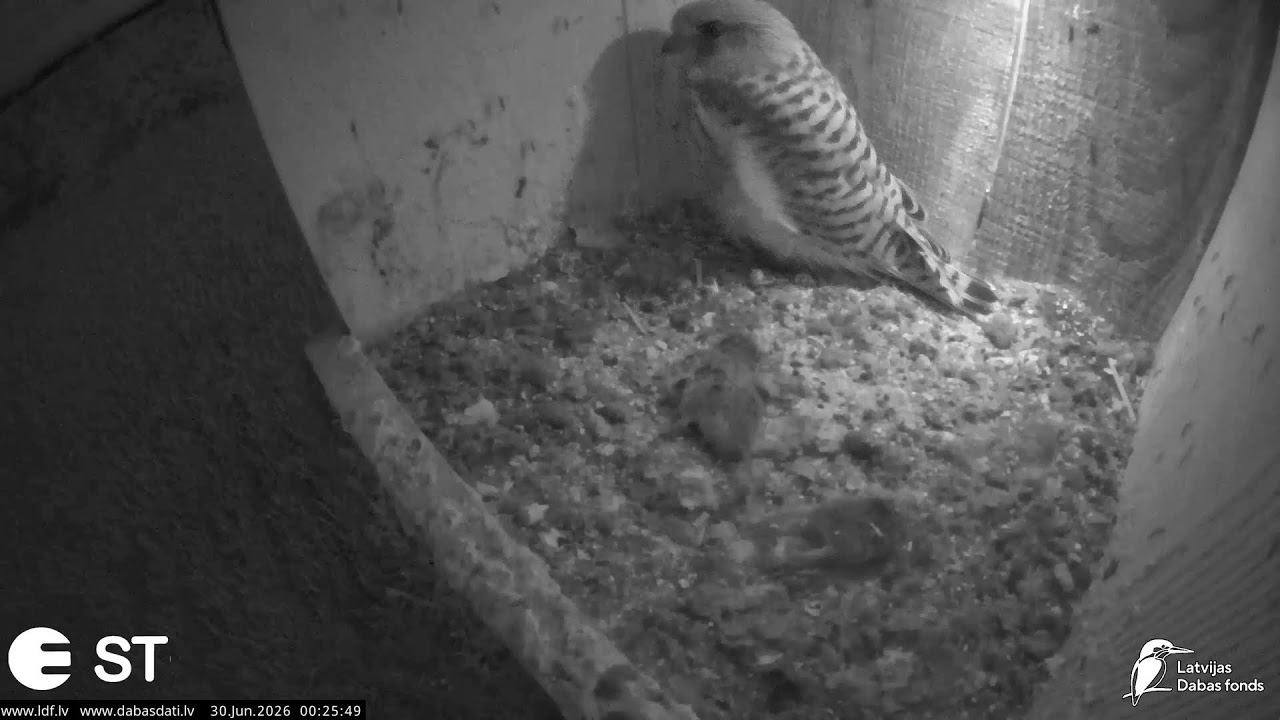 Live webcam view of Common Kestrel Nestbox Cam