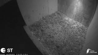 South Kurzeme Municipality · Aizpute · Lauku piekūns (Falco tinnunculus) Durbes apkārtnē live stream