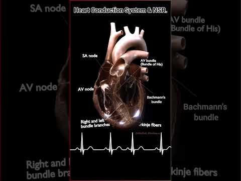 The heart’s electrical highway in action! ⚡ the cardiac conduction system #cardiology