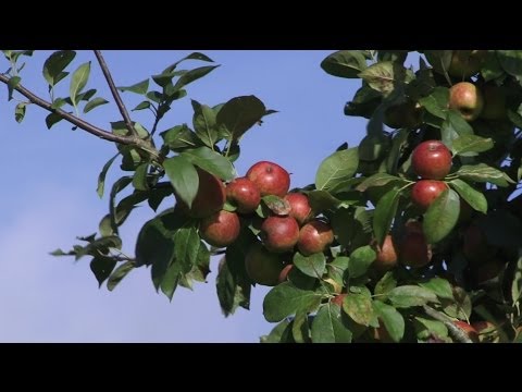 comment traiter ses arbres fruitiers