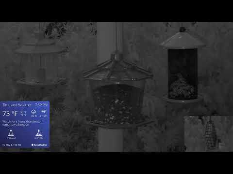 Bird Webcam in Orlando live webcam