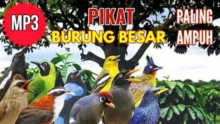 Download lagu Suara pikat burung besar di jamin ampuh mp3 Download lagu Suara pikat burung besar di jamin ampuh mp3