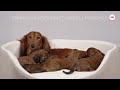 Royal Canin SHN Puppy Starter