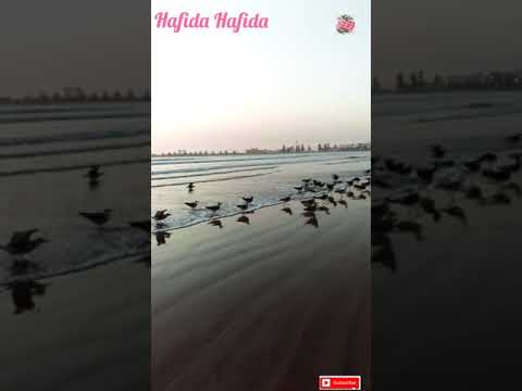 منظر جميل لنوارس بعد الغروب في شاطئ مدينة الصويرةBeautiful view of seagulls on beach of Essaouira