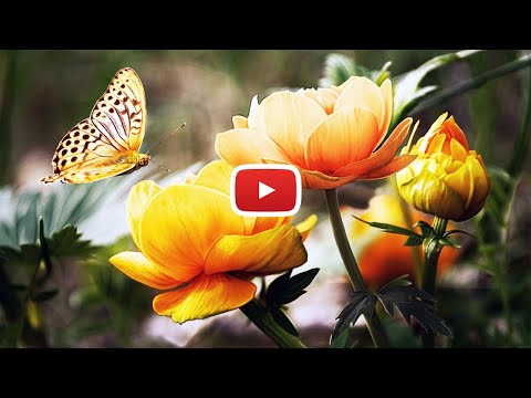 Frumoasă urare de anul nou - 3C