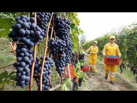 From Vineyard to Bottle: Modern Grape Harvesting & Advanced Grape Juice Processing
