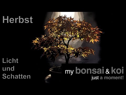 Bonsai - just a moment - Herbst - Licht und Schatten