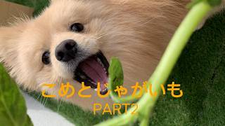 こめとじゃがいも PART2 #ポメラニアン  #犬  #ポムケン #保護犬との暮らし  #じゃがいも