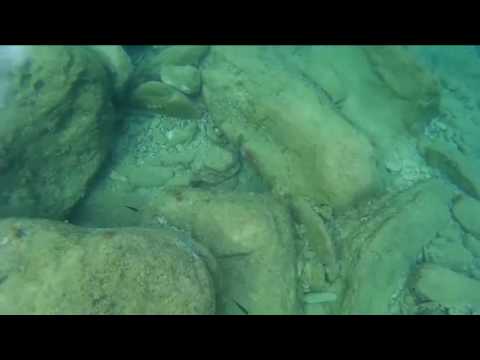 Подводная живность бухты Мадэ, Критское 