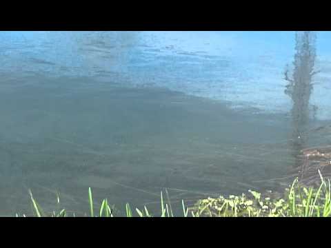 Nice trout feeding in river Gacka, Croatia