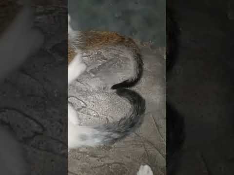 Cute cats || funny cats video ||#cats #cute #video #viral #youtube #cutecat #short #animals #shorts