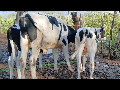 3 BEZERRO E  UM GARROTE DE INSEMINAÇÃO A VENDA 87981470453 LOCAL ITAIBA PE 