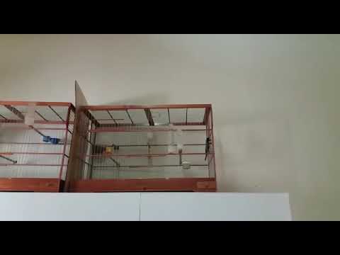 Emfemeando coleiro tui tui