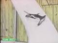 Sesame Street Penguins 1 20