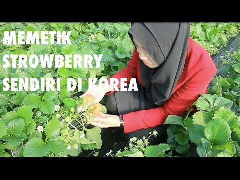 download lagu mp3 mp4 Strawberry Korea, download lagu Strawberry Korea gratis, unduh video klip Strawberry Korea