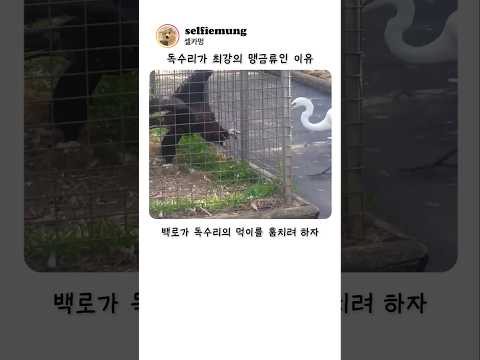 독수리가 최강의 맹금류인 이유 ㄷㄷ