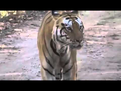 Tiger Roar in jungle