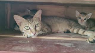 Gia đình mèo mướp #farming #animals