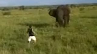 Пьяный турист напугал африканского слона