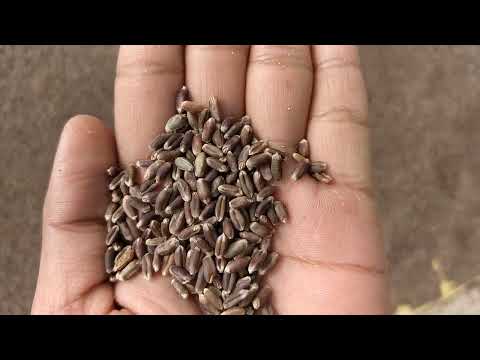 Black Wheat - Triticum Aestivum - kala Gehun