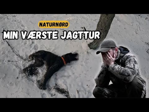 JAGT UDVIKLEDE SIG DRAMATISK!!!! // NATURNØRD 711