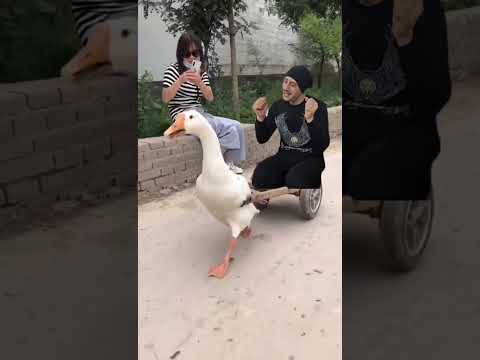 , title : 'البطه البطه البطة 🦢 | duck'